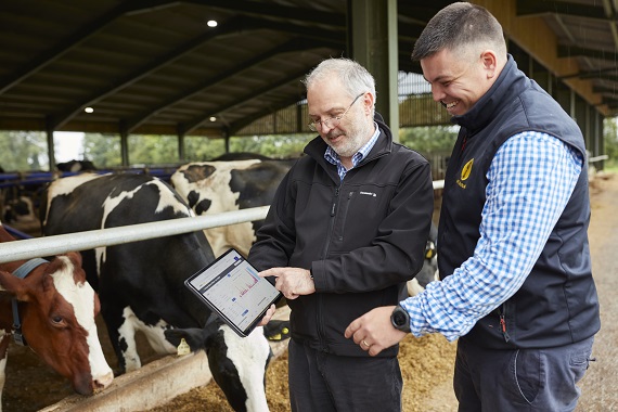 Two people in a cattle shed reviewing data on a tablet while standing beside dairy cows.