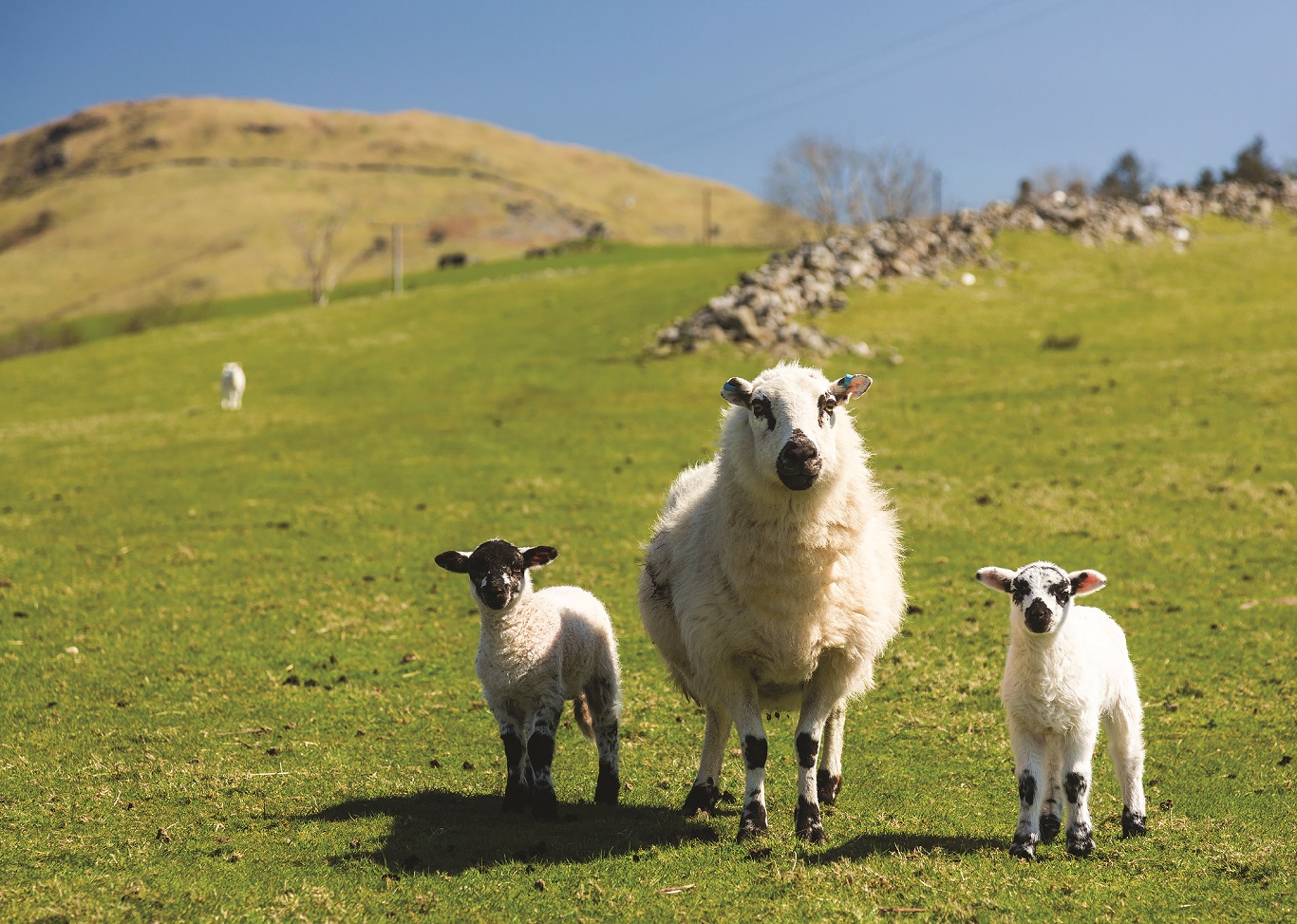 ewe and lambs on a grassy hillside
