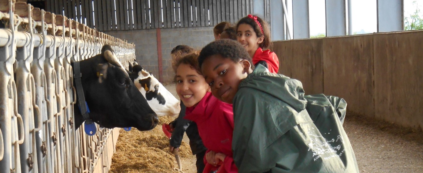 Children looking at cows inside a barn