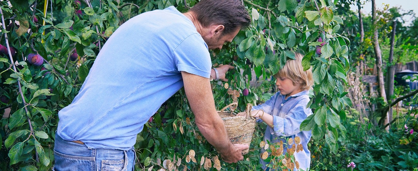 Man and young child picking ripe plums from a garden tree, placing them into a woven basket in a lush backyard setting.