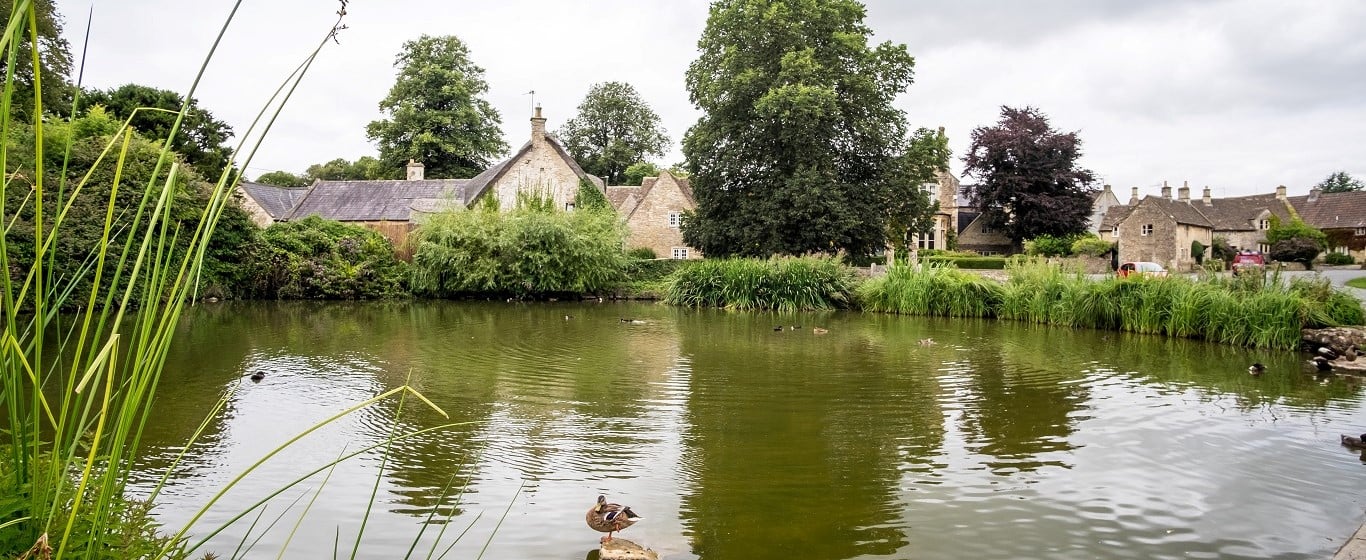 A village pond with ducks, surrounded by cottages and greenery