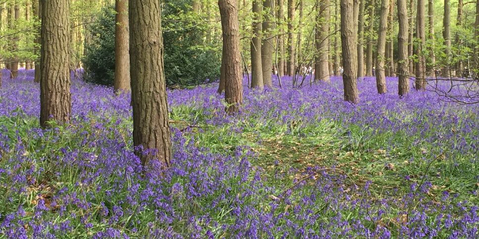 Young trees surrounded by lots of purple wildflowers in a natural landscape