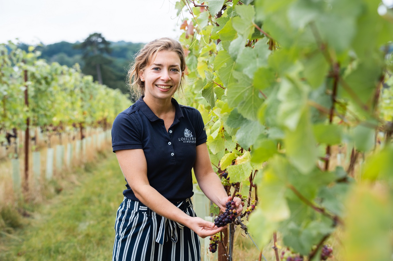 Woman holding ripe grapes in a vineyard