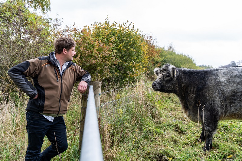 Man standing by a fence looking at a cow in a grassy field.